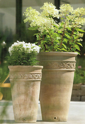 zimmerpflanze topf Zamioculcas kaufen – Pflegeleichte Zimmerpflanze für Wien – MO BLUMEN main image 0
