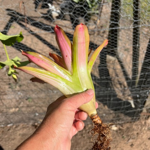 Midi Neo AUSSIE DREAM x GRACE - Small Sized Grower - Neoregelia / Bromeliad. - Picture 6 of 9