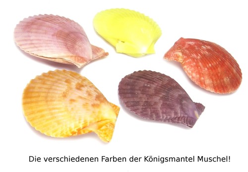 😏 Königsmantel-Muschel quadrat. Heishi Scheiben 9 mm Perlen Strang NATURFARBE😉 - Picture 2 of 2