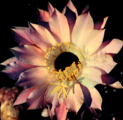 Vintage Postcard Chrome Pink Easter Lily Cactus Nevada NV Las Vegas