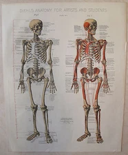 CONRAD DEIHL, Diehl’s Anatomy for Artists and Students, 4 Chromolithographs,1888