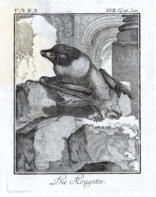 Antiker Druck - Die Rougette - Ein Blick auf die Megabat oder Fruchtfledermaus - Buffon - 1774