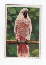 Cigarette Card c1930 Bird - The Moluccan Cockatoo