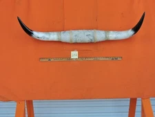 MOUNTED STEER BULL HORNS 4' 1" tip-tip Bases 14" COW BULL HORN LONGHORN 242