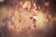 Landscape nature branch leaves fall macro depth of field Custom Gaming Mat Desk