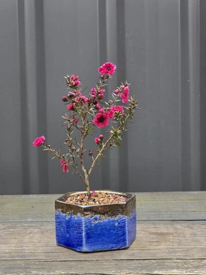 🌺 Leptospermum 'Burgundy Queen' 🌺 BONSAI STARTER, EXPRESS POST With The Pot - image 1 of 4