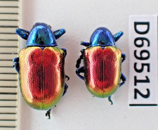 D69512. Insects, Beetles, Chrysomelidae sp. Vietnam Central
