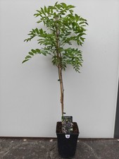 Wisteria 'Misty Mauve' Climbing Plant White & Purple Flowers Garden Plant 3L Pot