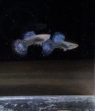 1 Trio Live Guppy Fish-Blue Dragon Indo - 1 Male 2 Female High Quality