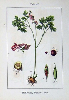 Antique Old Print Flowers Sturms 1902 Fumaria Cava Reseda Lutea Gelbe Wau 20th