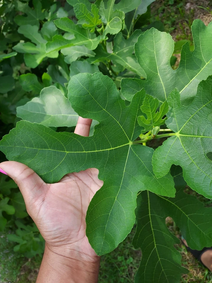 Ficus carica 'Celeste' Fig ESQUEJES DE PLANTAS VIVAS - Oferta de TRES - Plantas sanitarias Foto 2 de 4