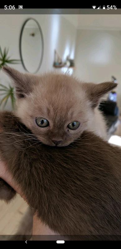 gumtree burmese kittens