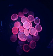 Selenium Glow Pink Glass Pebbles for Vase Fillers, Aquarium , Decorative Stones