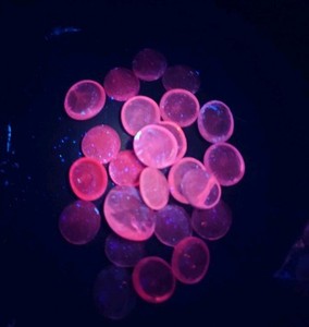 Selenium Glow Pink Glass Pebbles for Vase Fillers, Aquarium , Decorative Stones