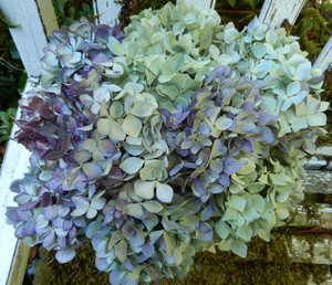 10 Dried Hydrangea Flowers Lt Green, Blue, Cream, Purple Wedding Craft Farmhouse