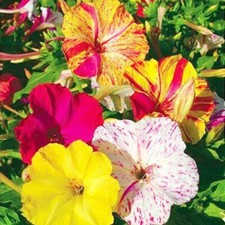 20pc JASMINE seeds Garden Vine Plant Flower rare exotic seeds