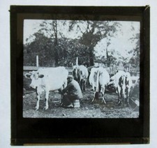 Magic Lantern Slide  Social History Farming Milking Cows outside