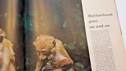 Publicité ancienne 19 février 1965 LIFE Magazine Schweitzer 2/65 février LIVRAISON GRATUITE 20  - Photo 11/14