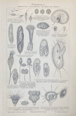 antike Grafik Biologie/Mikrobiologie/Medizin: Protozoen um 1905