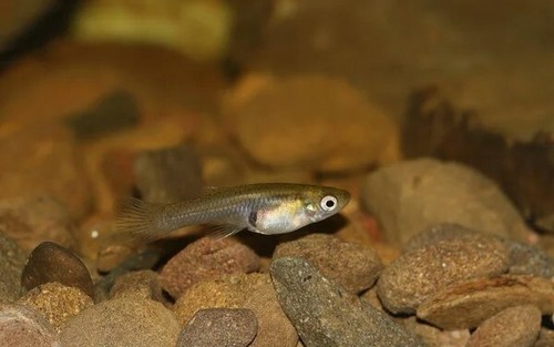 25 Live Gambusia Mosquito Fish (Koi Pond) Aquarium Feeder Fish Hardy Guppy