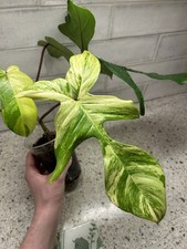 Florida Beauty X Mayoi X Squamiferum Philodendron Variegated Rare Plant Hybrid