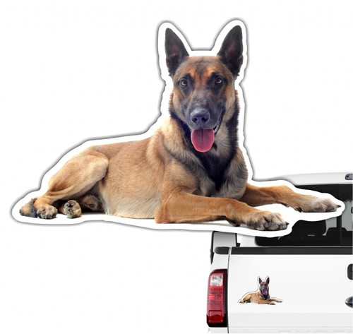 Malinois Belgian Mali No3 Auto Aufkleber Photo Hundeaufkleber Dekor Hund Folie S - Bild 2 von 3