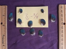 Macaw Feathers Blue and Gold bundles of 10 feathers 1/2 to 3/4 inches