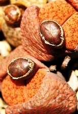 LITHOPS FULVICEPS, exotic living stones rare ice succulent plant seed -15 SEEDS