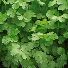 500 Cilantro Santo Seeds Coriander Herb Seed