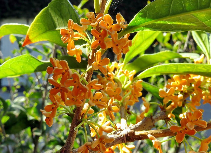 Osmanthus Seeds Osmanthus fragrans Fragrant Flowering Evergreen