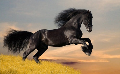 Prancing Black Horse Animal Full Wall Mural Photo Wallpaper Print Home 3D Decal - Picture 2 of 9