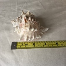 Pink Murex Phyllonotus erythrostomu Hermit Crab Sea Shell approx 3.5”