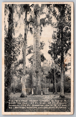 ''The Senator,'' A HUGE Cypress Tree - Longwood, Florida - Postcard E1