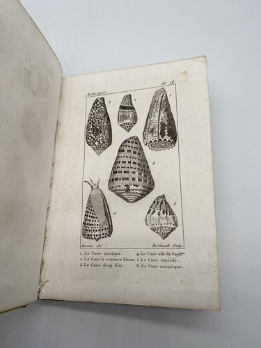 Atlas des Mollusques 51 planches début XIXéme - Foto 5 di 9