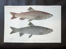 Day 1884 Antique Fish Hand Colored Lithograph Salmon Trout