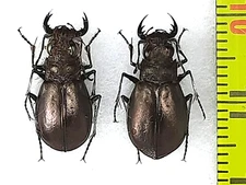 Carabidae, Cicindelinae, Eurymorpha cyanipes pair A1, W. Namibia