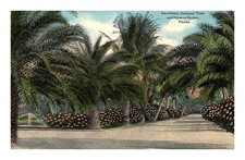 Postcard: THE HENRY MORRISON FLAGLER MUSEUM Palm Beach, Fl 4