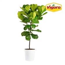 Ficus Lyrata Fiddle Leaf Fig Indoor Plant in 12 In. Decor Pot, Average Shipping 