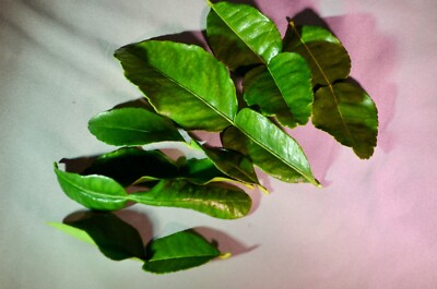 Fresh Organic Kaffir Lime Leaves  8 oz - 1/2 lb Thai Herbs 120-200 Leaves