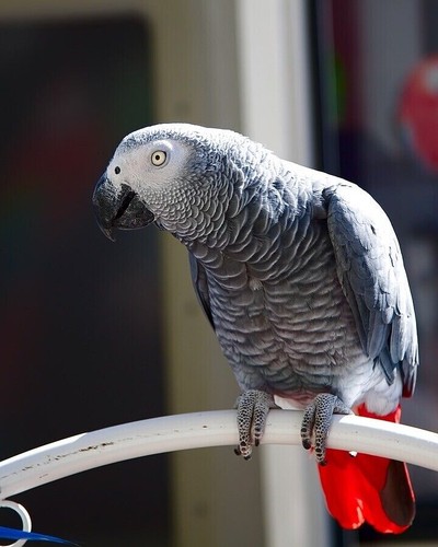 Bird Toys 30gr Of Fiesta Crinkle Fill Bird Parrot Toy Parts - Picture 4 of 12