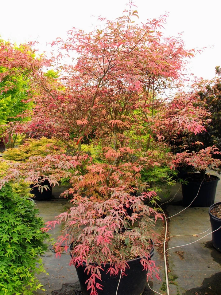 Geisha Gone Wild Japanese Maple Tree - Live Plant - ( 2.5 QT ) - Image 2 of 4