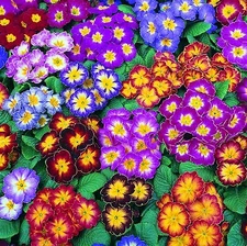 Primula  vulgaris Potsdam Strain     250 seeds