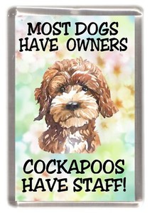 cockapoo ebay