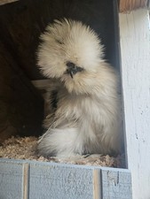 Silkie Hatching Eggs 12 Pack