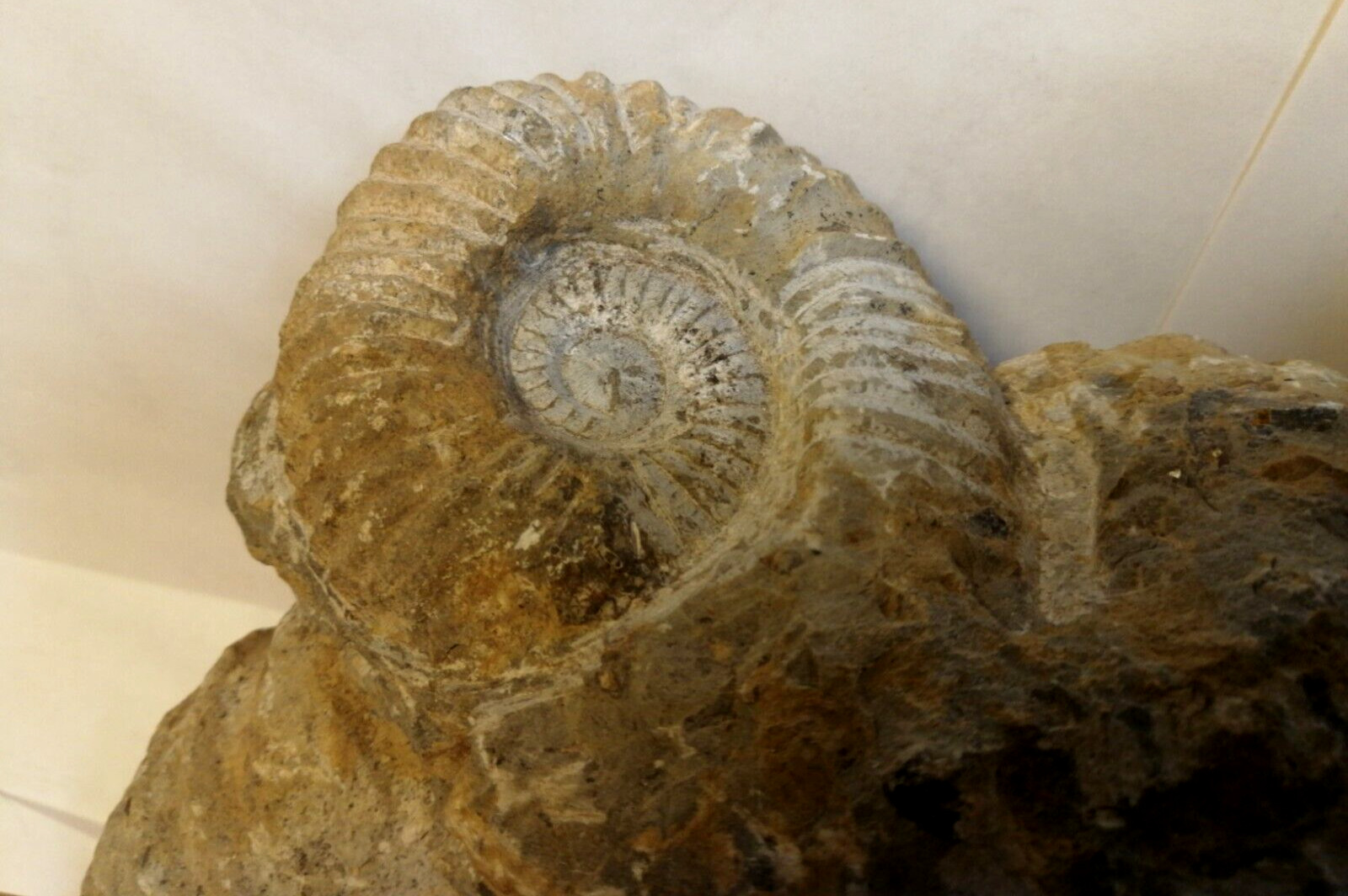 3er Ammoniten Gruppe 10,49kg 30x24x14cm