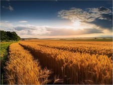 Tile Mural Wheat Field Nature Farm Landscape Kitchen Backsplash Marble Ceramic
