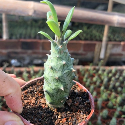6CM Succulent Cactus Plant Senecio Mweroensis Saginatus Asteraceae Home Garden - Picture 10 of 15