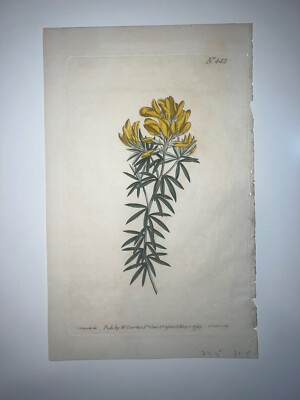 Curtis Botanical Early 19th Century H/C Engraving 1st Edition Flowers 442
