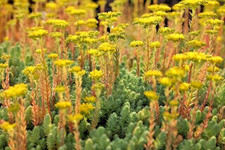 SEDUM BLUE SPRUCE 200 SEEDS, HARDY SEDUM, YELLOW FLOWERS IN SUMMER, EZ TO GROW.