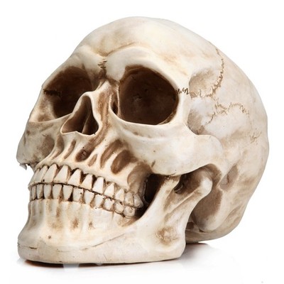 READAEER Life Size Resin Skull, Large Size Adult Skull Head Model for Home Decor